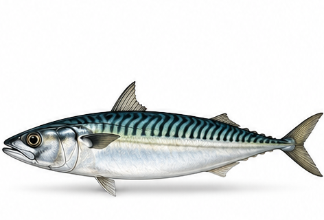 Species identification image for Atlantic mackerel