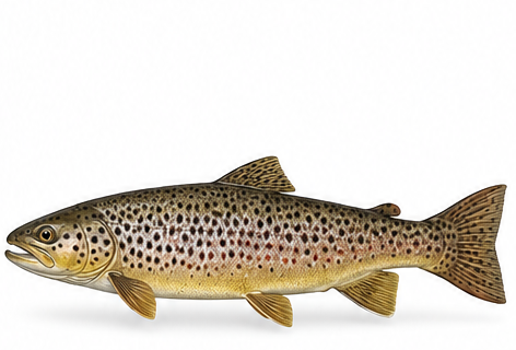 Species identification image for Brown trout