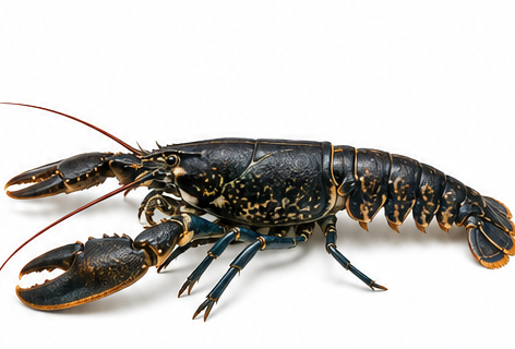 Species identification image for European lobster