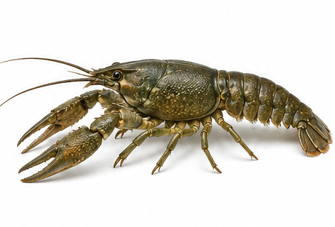 Species identification image for Signal crayfish (invasive)
